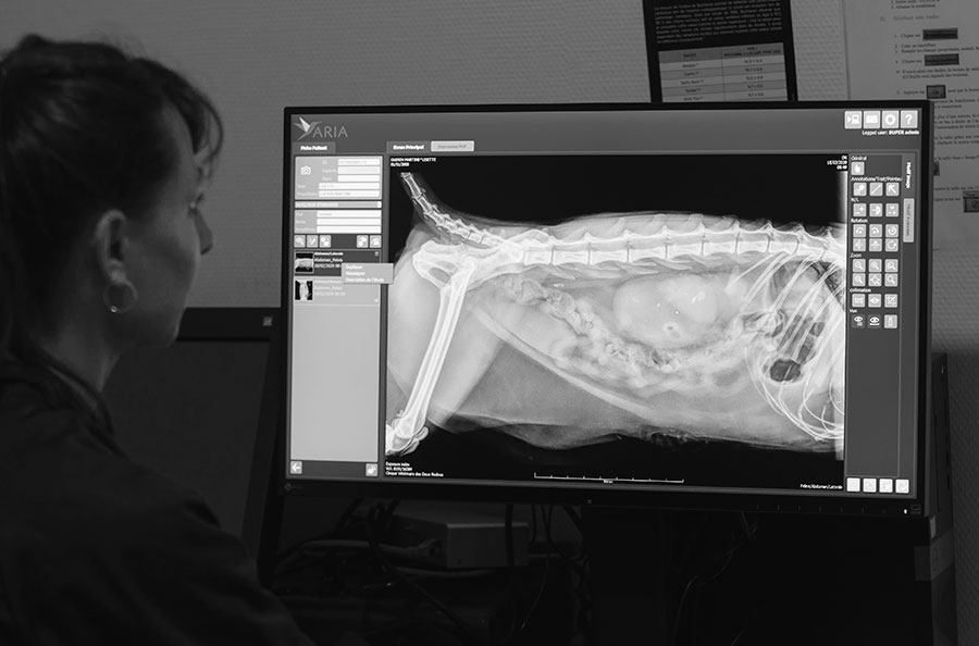 Imagerie médicale