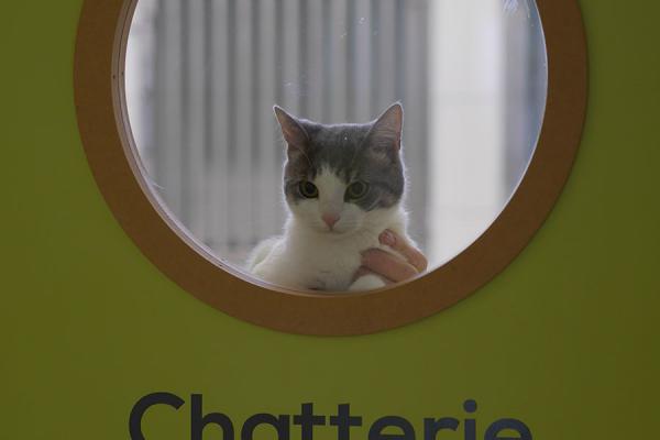 chat