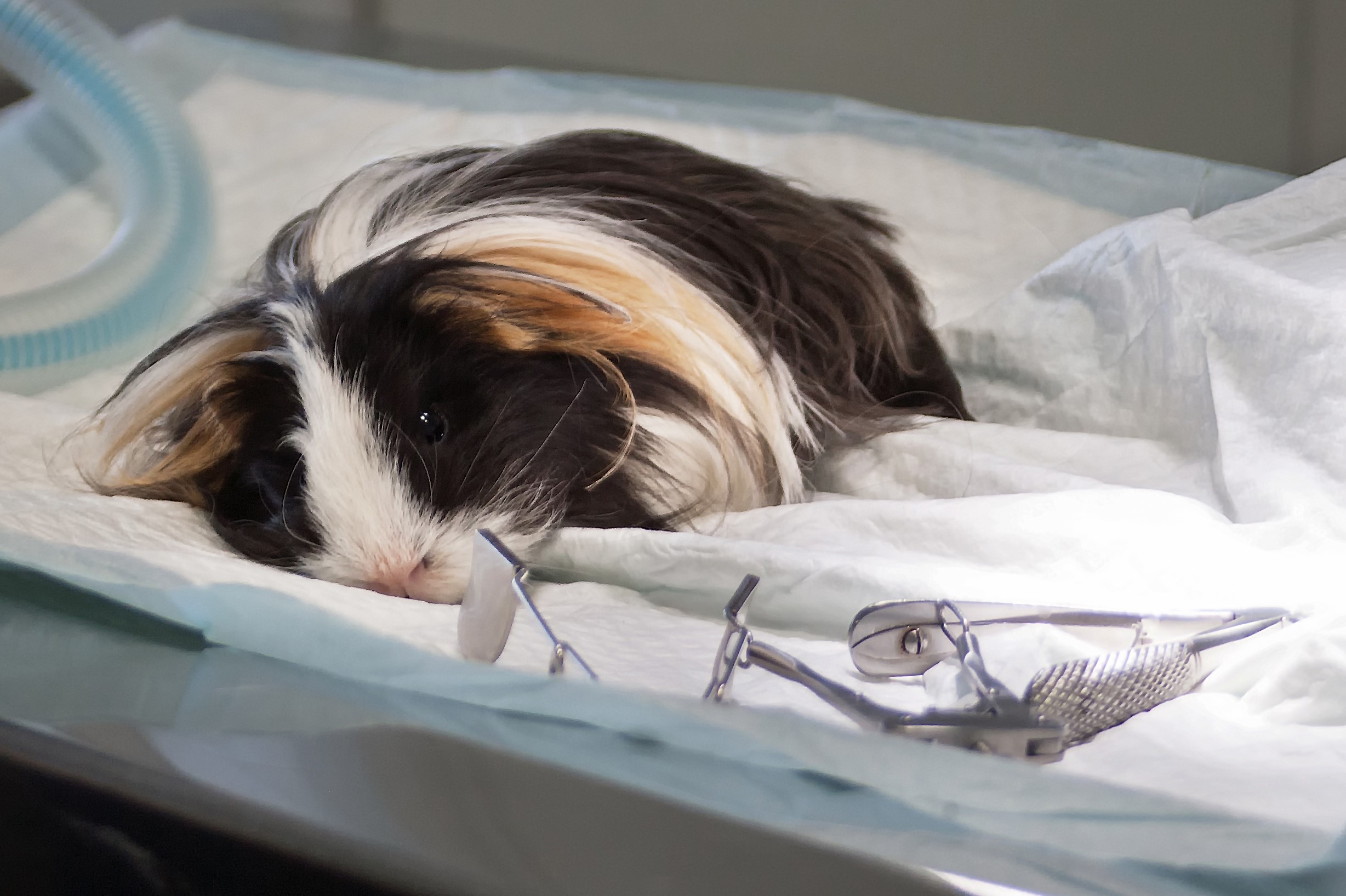 Nouveaux animaux de compagnie
