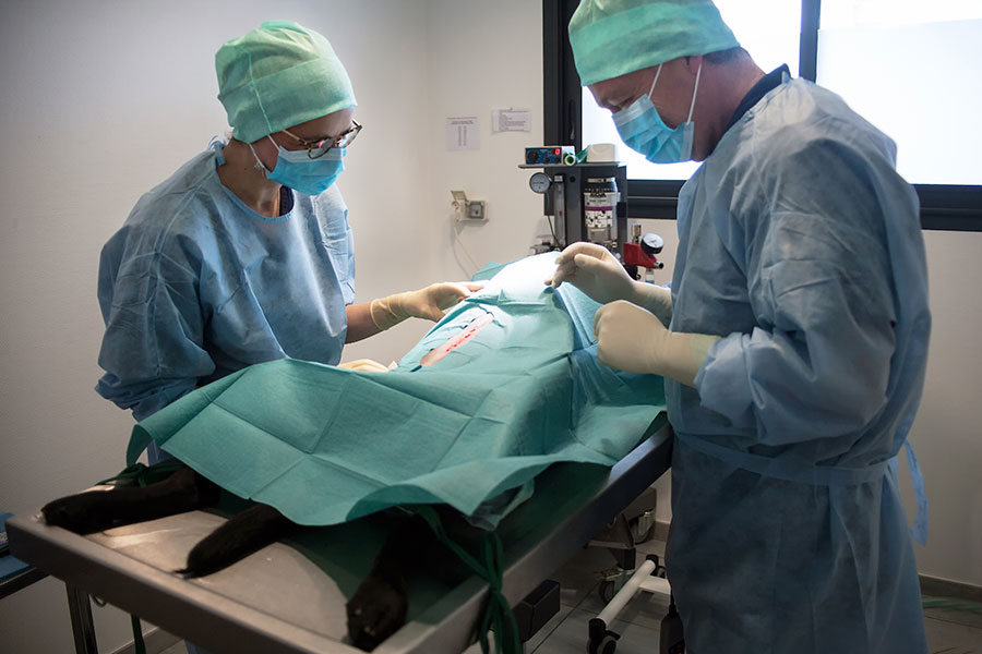 Chirurgie